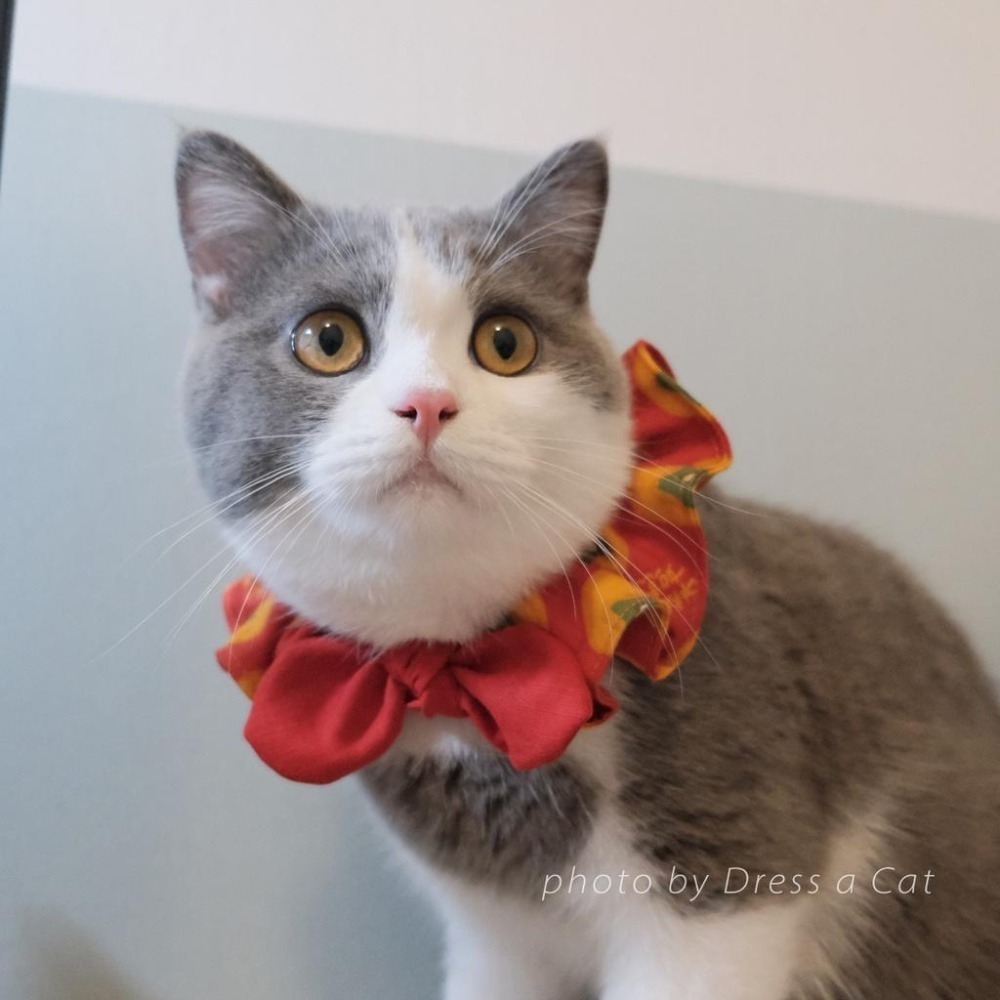 Cat Dress 貓手作 柿柿如意 貓項圈 領巾項圈 荷葉領巾 貓 寵物 項圈 布項圈 手作項圈-細節圖4