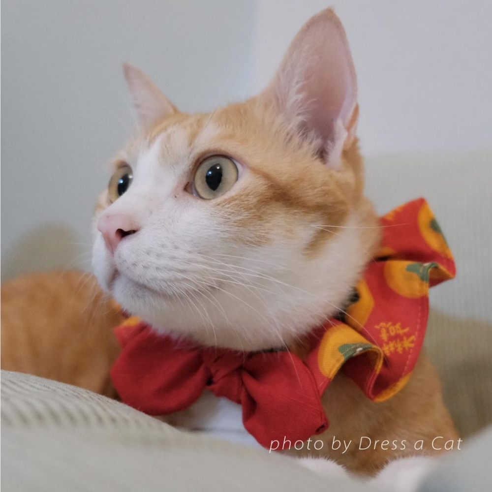 | Dress a Cat |_柿柿如意 貓項圈 領巾項圈 荷葉領巾 貓 寵物 項圈 布項圈 手作項圈-細節圖3