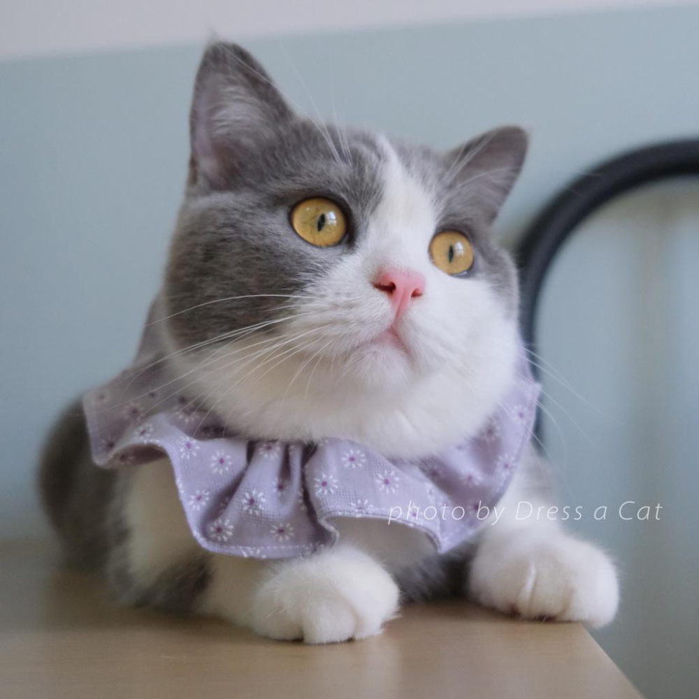 | Dress a Cat |_粉與紫 小白花項圈 貓項圈 領巾項圈 荷葉領巾 貓 寵物 項圈 布項圈 手作項圈-細節圖3