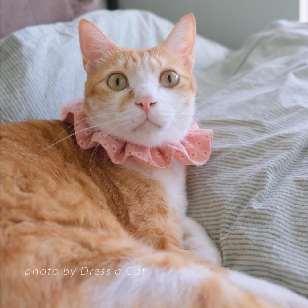 | Dress a Cat |_粉與紫 小白花項圈 貓項圈 領巾項圈 荷葉領巾 貓 寵物 項圈 布項圈 手作項圈-細節圖6