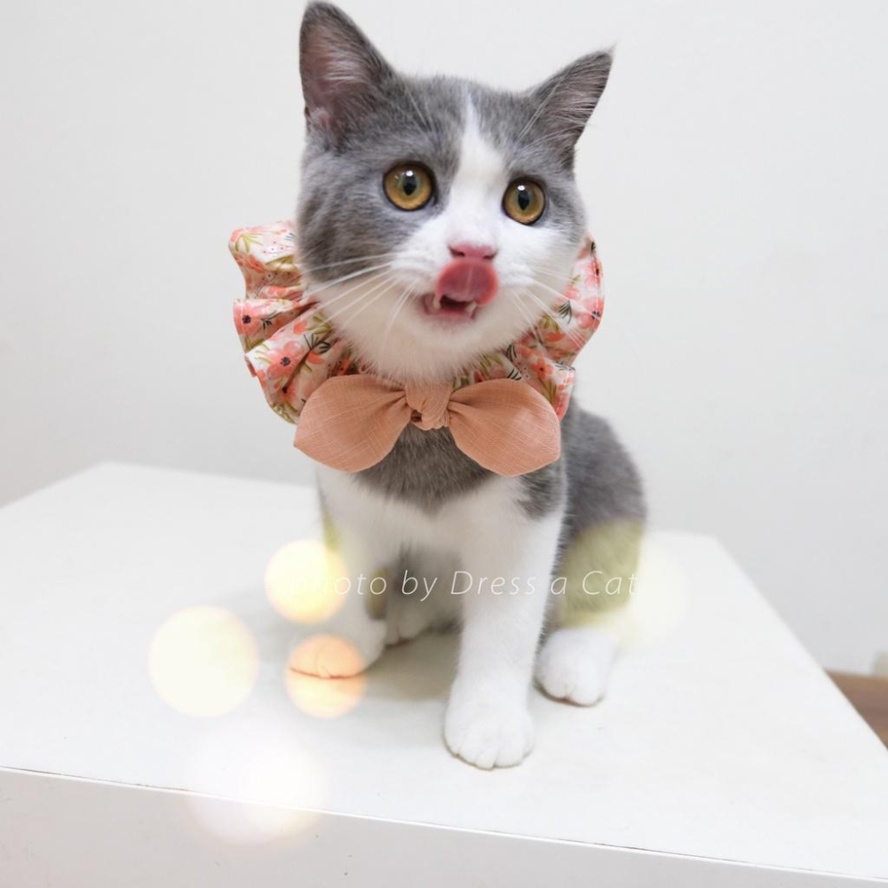 | Dress a Cat | 雅灰穗桔 蝴蝶結領巾項圈 寵物貓 荷葉領巾 貓 寵物 項圈 布項圈 手作項圈-細節圖2
