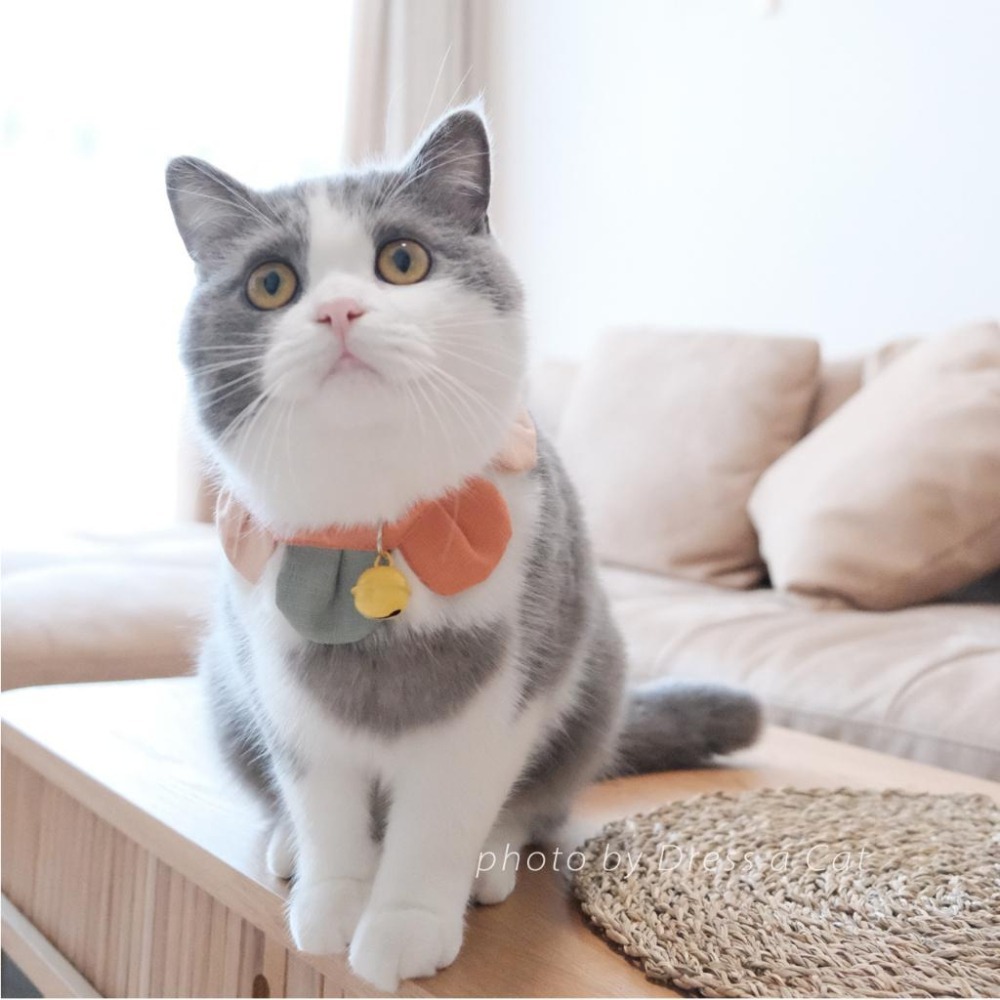 Cat Dress 貓手作 _手作 配色款 _花開富貴 貓 寵物 布項圈 花朵項圈 小花朵朵 魔鬼氈開口-細節圖4