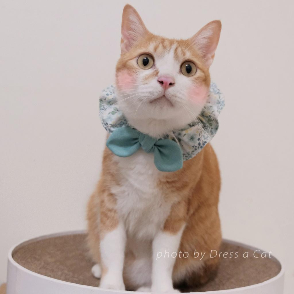 | Dress a Cat |  蒲英莓果 蝴蝶結領巾項圈 寵物貓 荷葉領巾 貓 寵物 項圈 布項圈 手作項圈-細節圖2