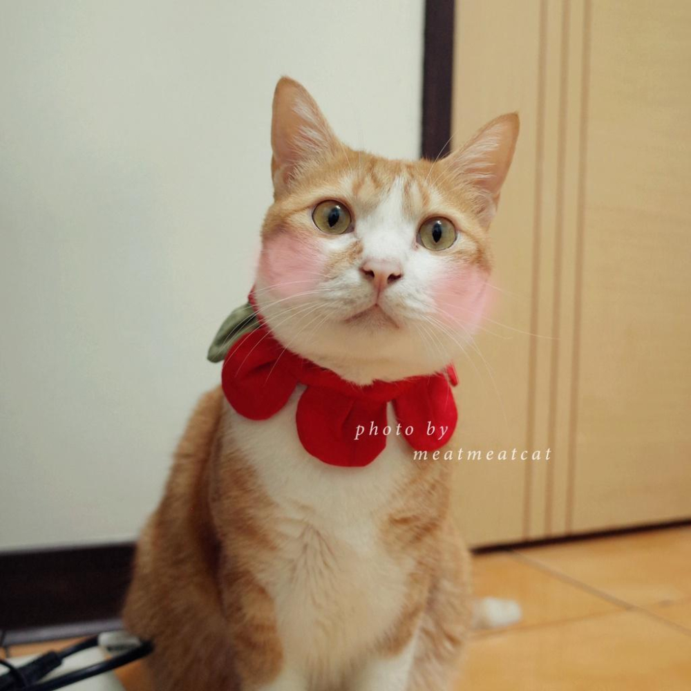 | Dress a Cat | _ 手作 _素面款_花開富貴 布項圈 花朵項圈 貓項圈魔鬼氈開口-細節圖2