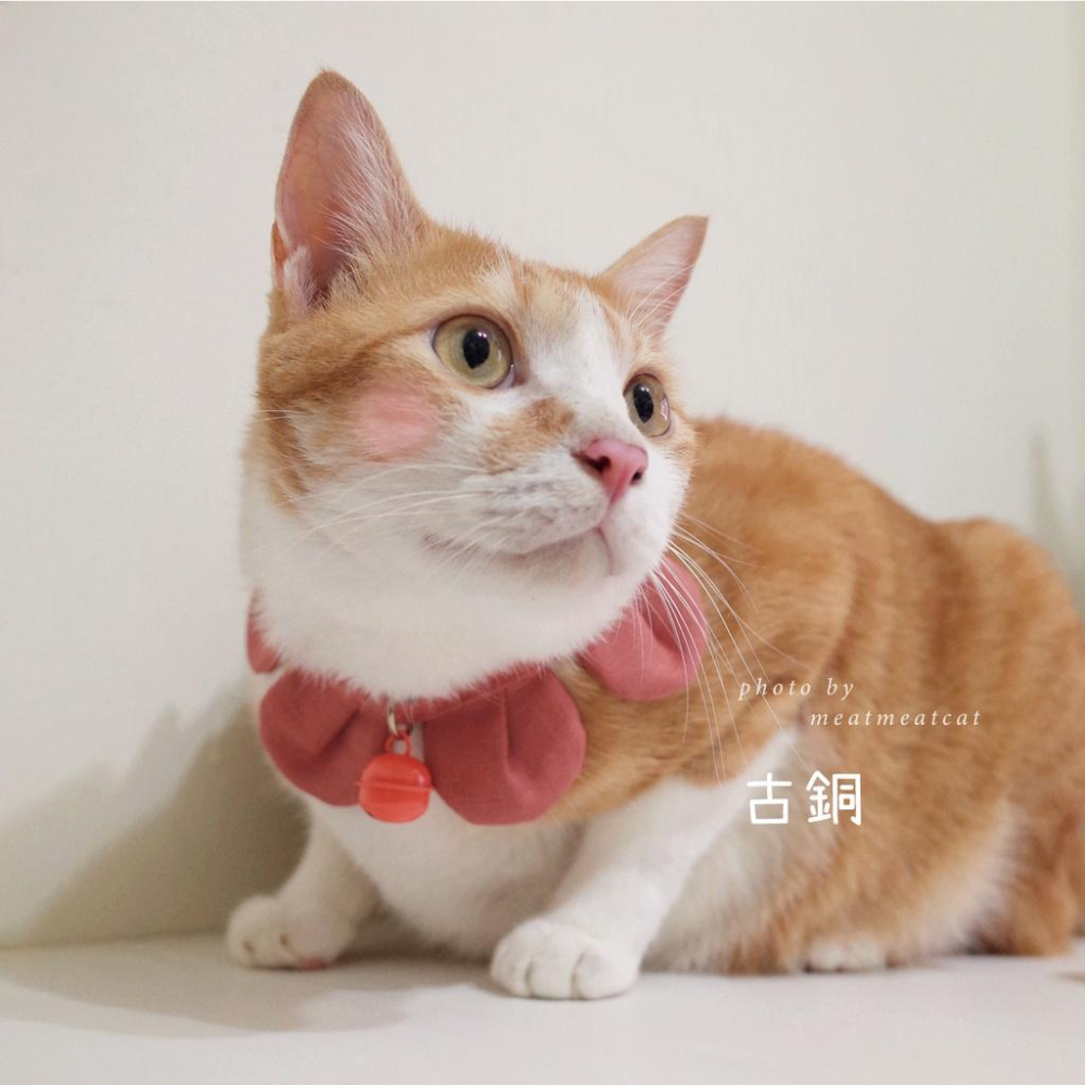 | Dress a Cat | _ 手作 _素面款_花開富貴 布項圈 花朵項圈 貓項圈魔鬼氈開口-細節圖6