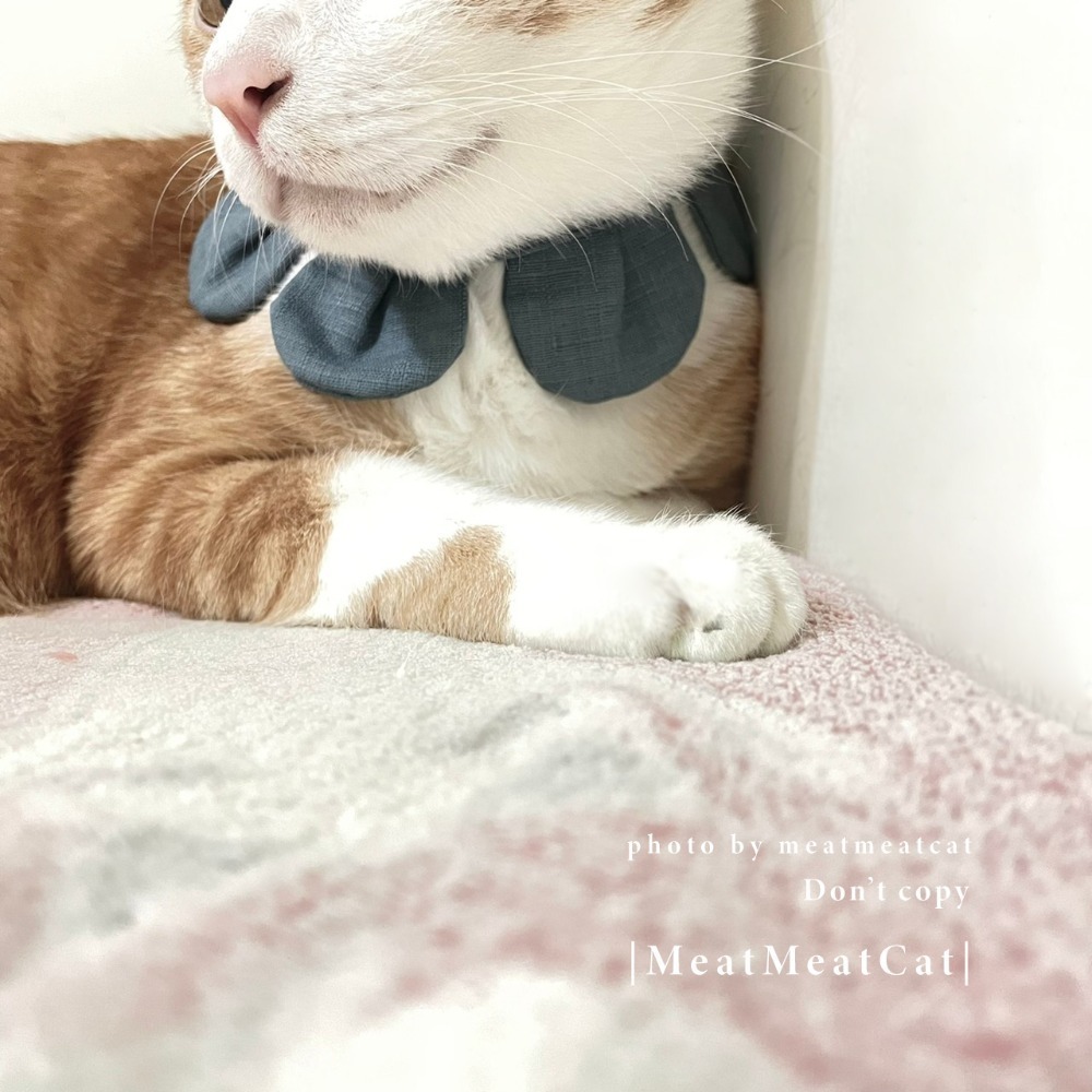 Cat Dress 貓手作  素面款_花開富貴 布項圈 花朵項圈 貓項圈魔鬼氈開口-規格圖4
