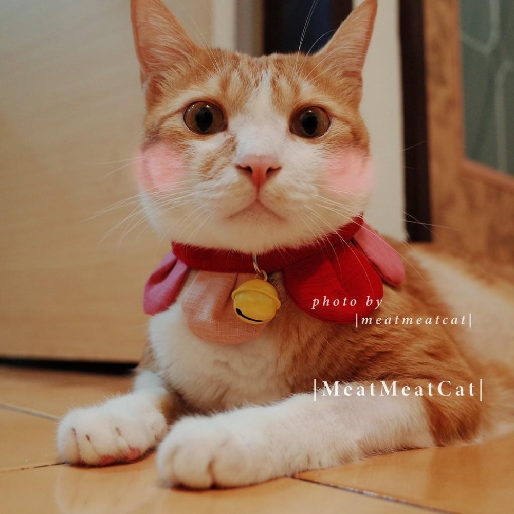 Cat Dress 貓手作 配色款_花開富貴 貓 寵物 布項圈 花朵項圈 小花朵朵 魔鬼氈開口-細節圖2