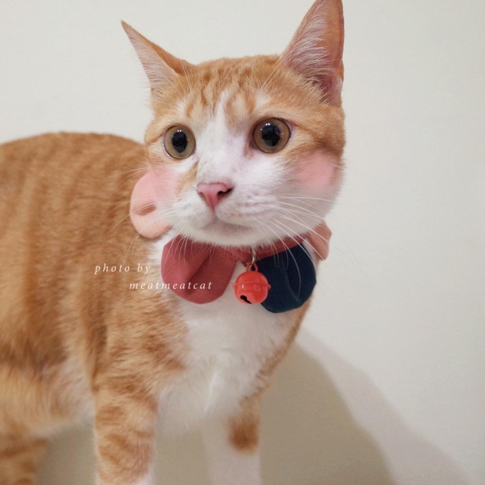 Cat Dress 貓手作 配色款_花開富貴 貓 寵物 布項圈 花朵項圈 小花朵朵 魔鬼氈開口-細節圖4