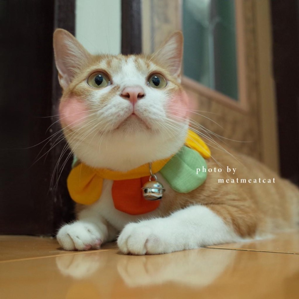 Cat Dress 貓手作 配色款_花開富貴 貓 寵物 布項圈 花朵項圈 小花朵朵 魔鬼氈開口-細節圖5