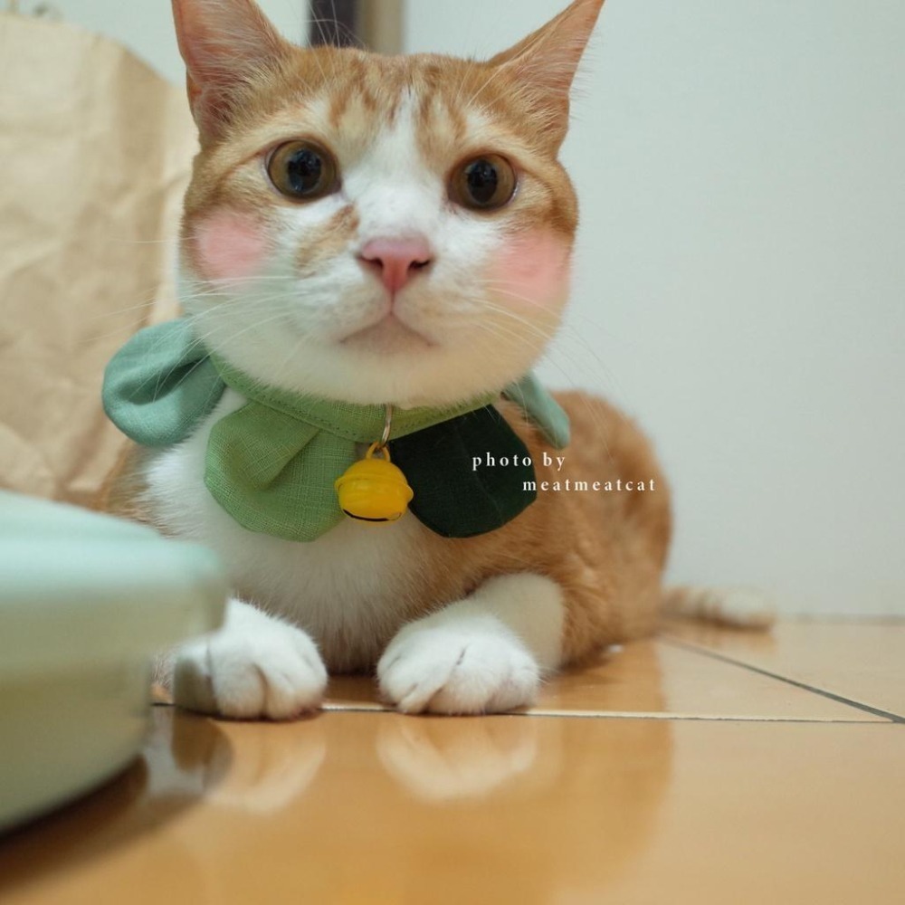 Cat Dress 貓手作 配色款_花開富貴 貓 寵物 布項圈 花朵項圈 小花朵朵 魔鬼氈開口-細節圖6