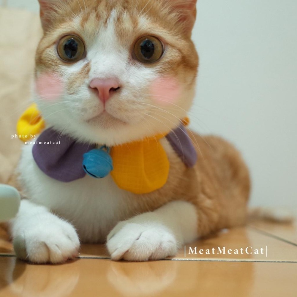 Cat Dress 貓手作 配色款_花開富貴 貓 寵物 布項圈 花朵項圈 小花朵朵 魔鬼氈開口-細節圖7