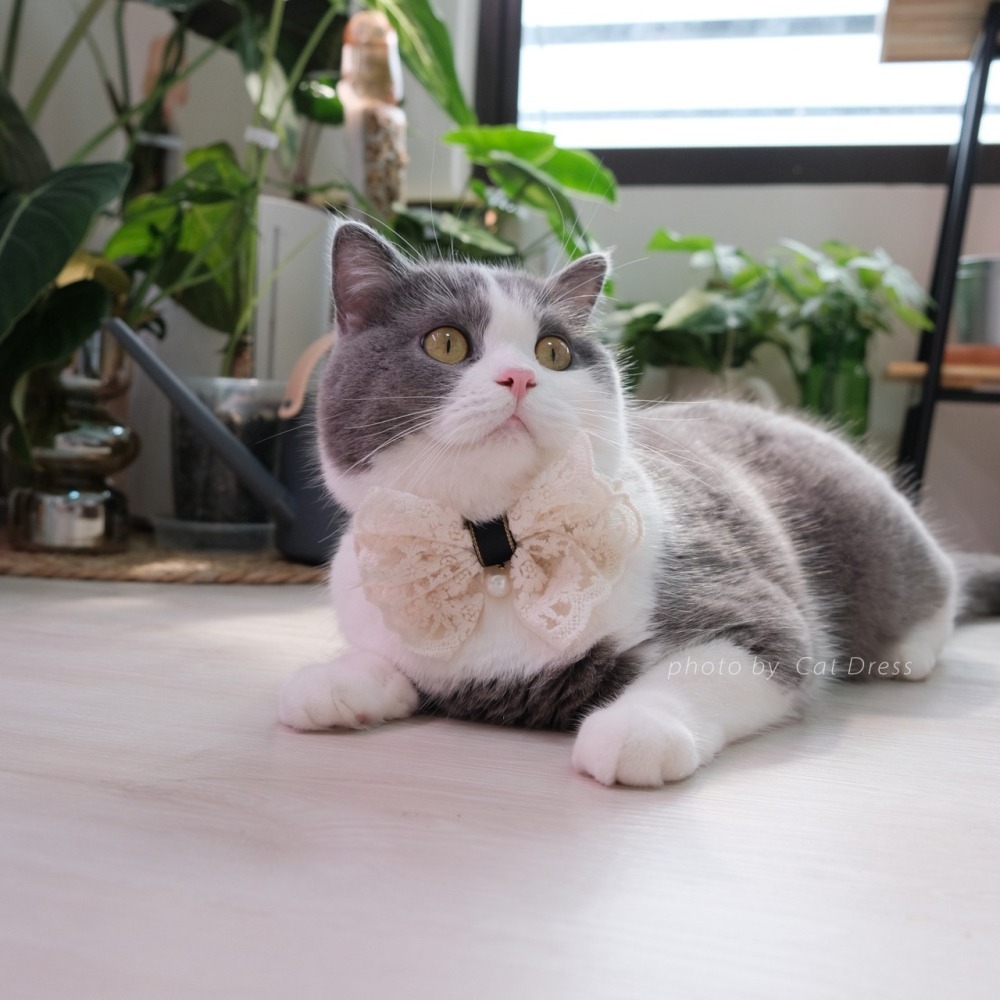 Cat Dress 貓手作 _米蕾絲蕊點綴 蝶結款黑項圈 寵物裝飾項圈 貓項圈-細節圖2
