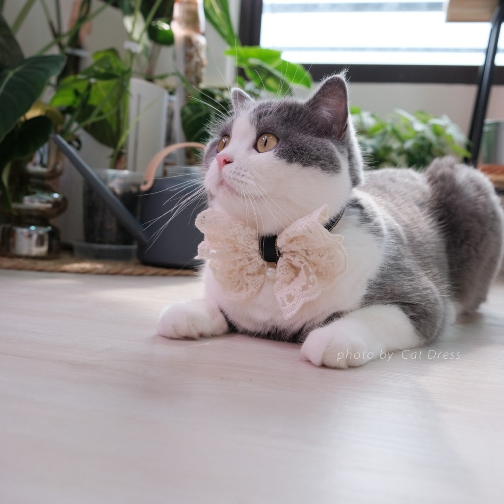 Cat Dress 貓手作 _米蕾絲蕊點綴 蝶結款黑項圈 寵物裝飾項圈 貓項圈-細節圖3