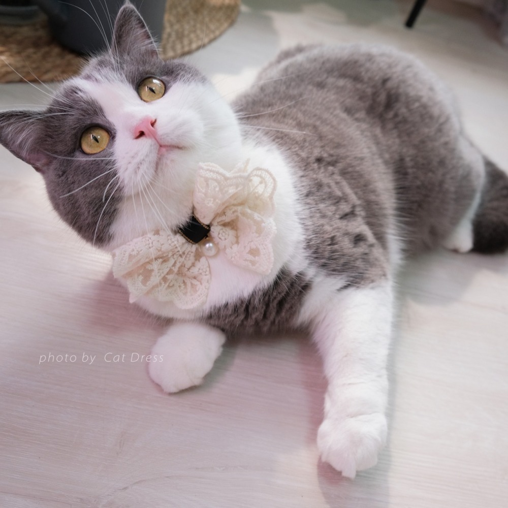 Cat Dress 貓手作 _米蕾絲蕊點綴 蝶結款黑項圈 寵物裝飾項圈 貓項圈-細節圖4