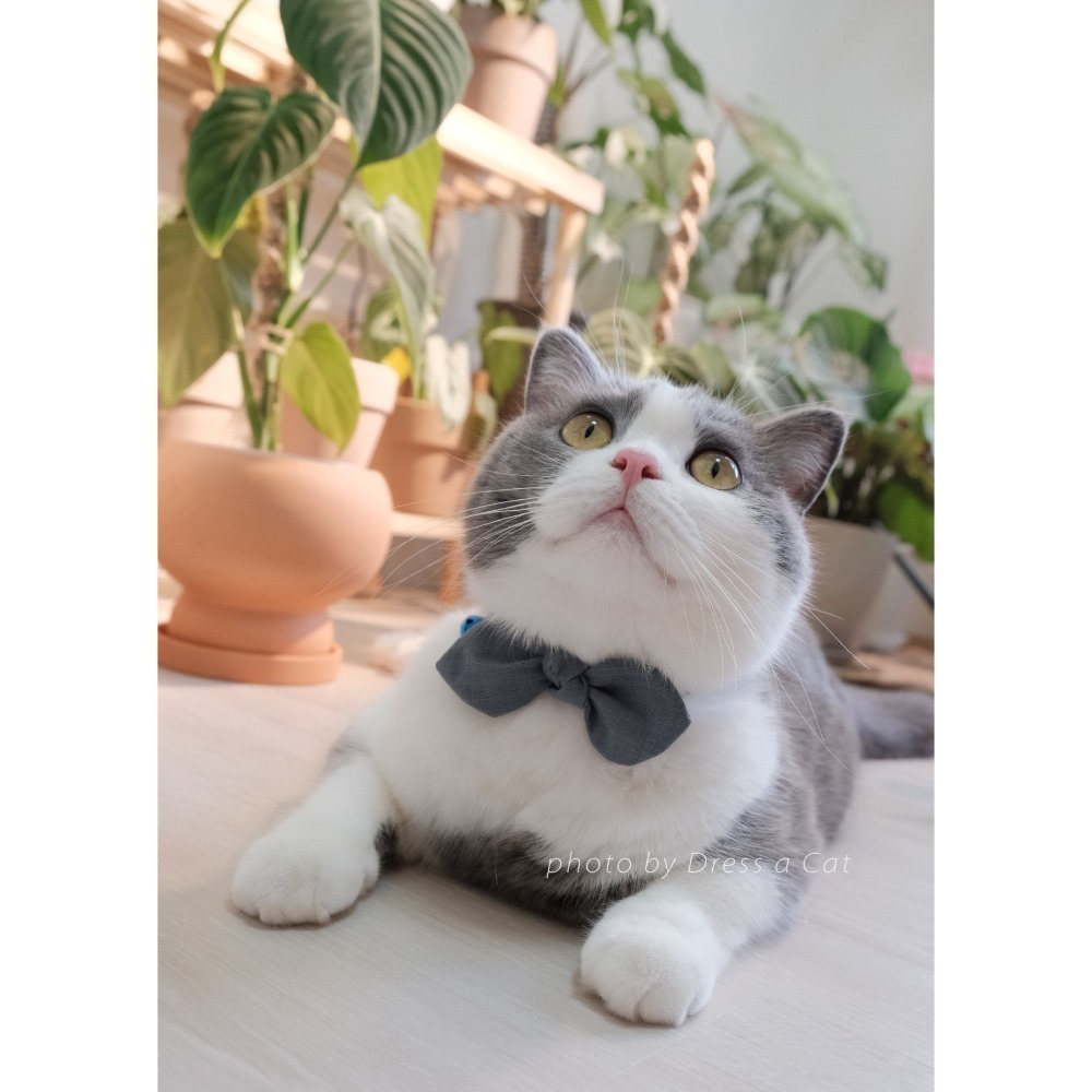 Cat Dress 貓手作 _素面蝶結領巾項圈 貓 寵物 貓項圈 布項圈 手作項圈-規格圖6