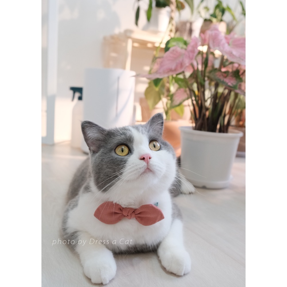 Cat Dress 貓手作 _素面蝶結領巾項圈 貓 寵物 貓項圈 布項圈 手作項圈-規格圖6