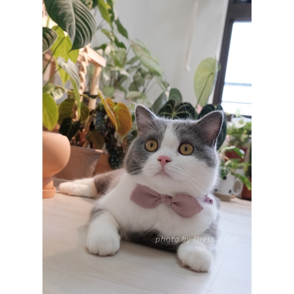 Cat Dress 貓手作 _素面蝶結領巾項圈 貓 寵物 貓項圈 布項圈 手作項圈-規格圖6