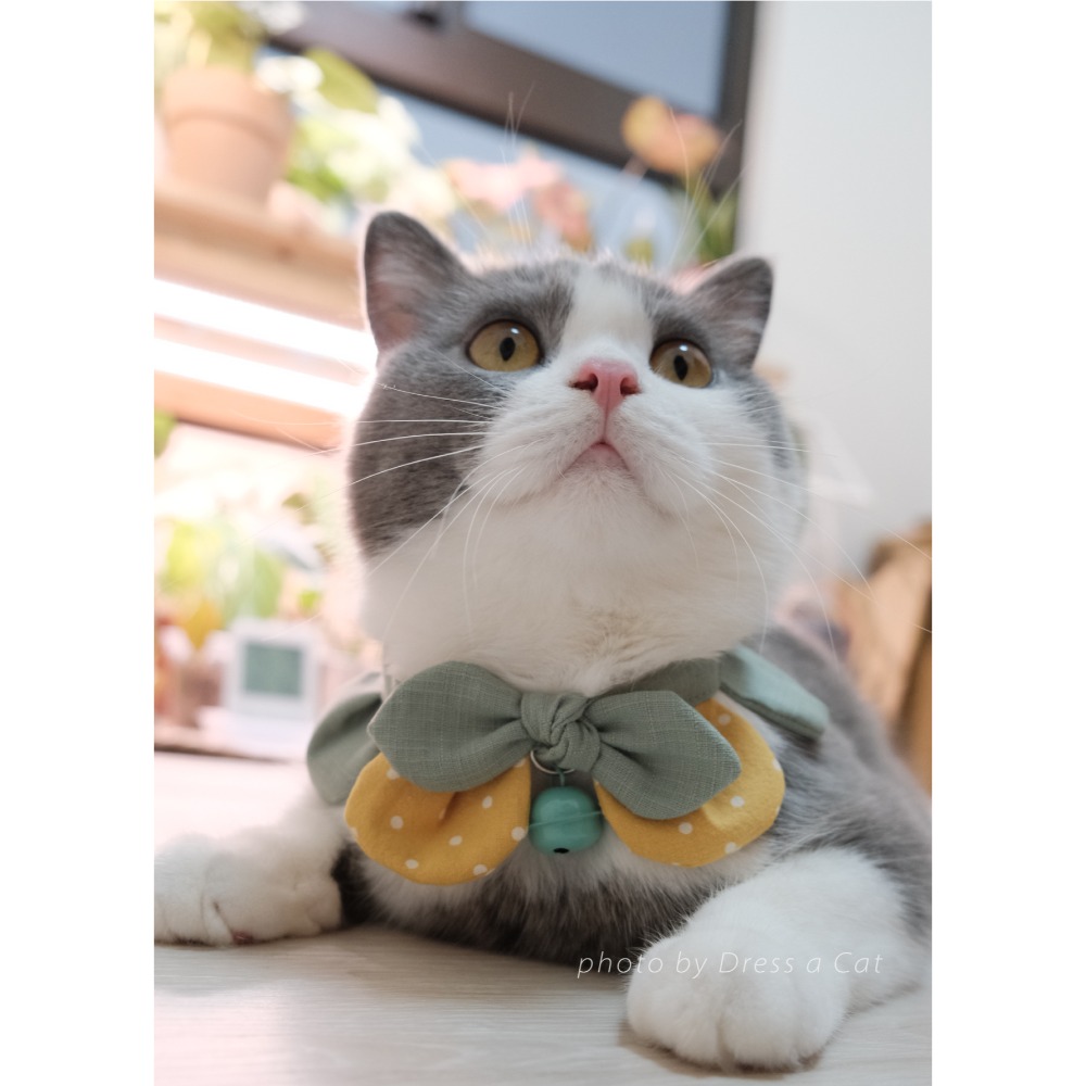 Cat Dress 貓手作 _桂花點點 花開富貴 布項圈 花朵項圈 貓項圈 寵物項圈-規格圖5
