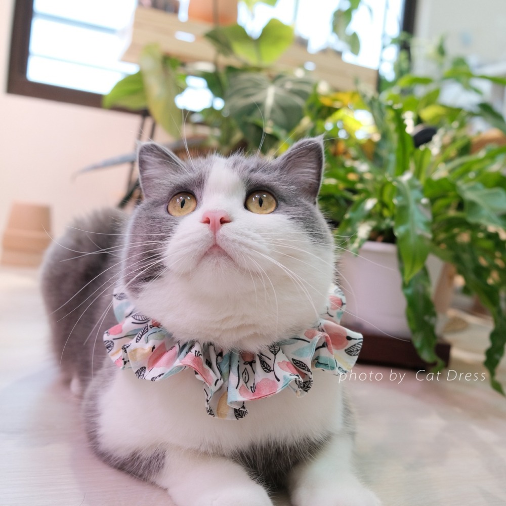 Cat Dress 貓手作 _春芽_貓鬆緊帶項圈 領巾項圈 荷葉領巾 貓項圈 手作項圈-細節圖3