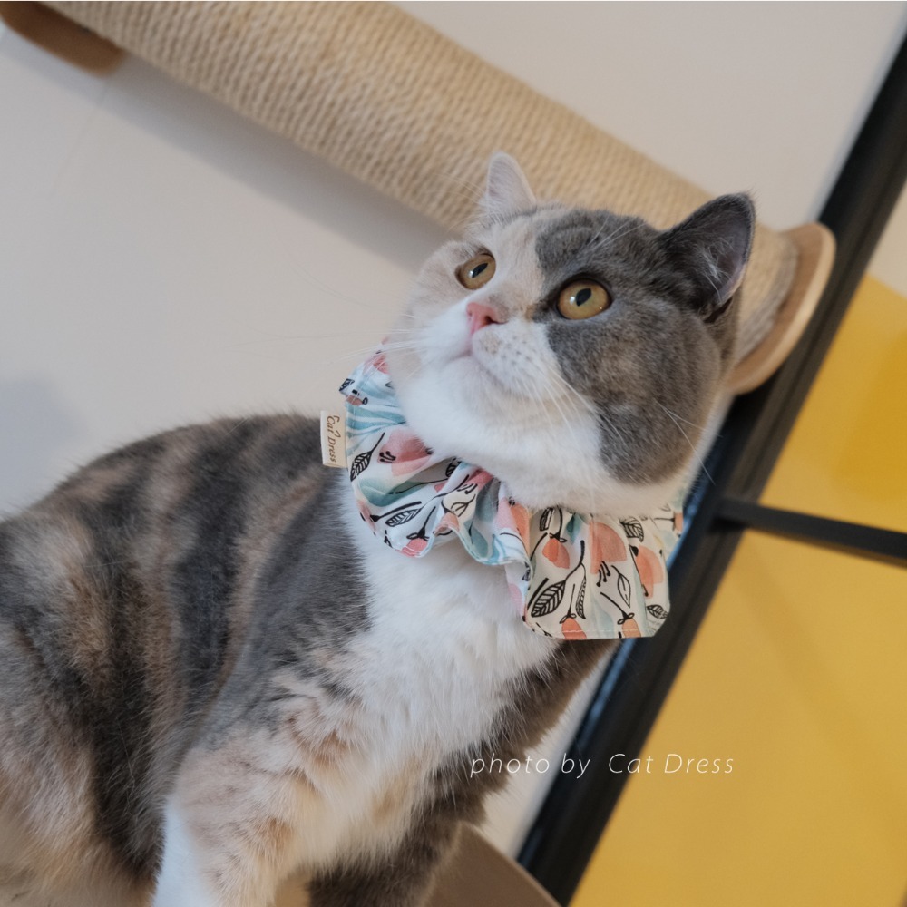 Cat Dress 貓手作 _春芽_貓鬆緊帶項圈 領巾項圈 荷葉領巾 貓項圈 手作項圈-規格圖5