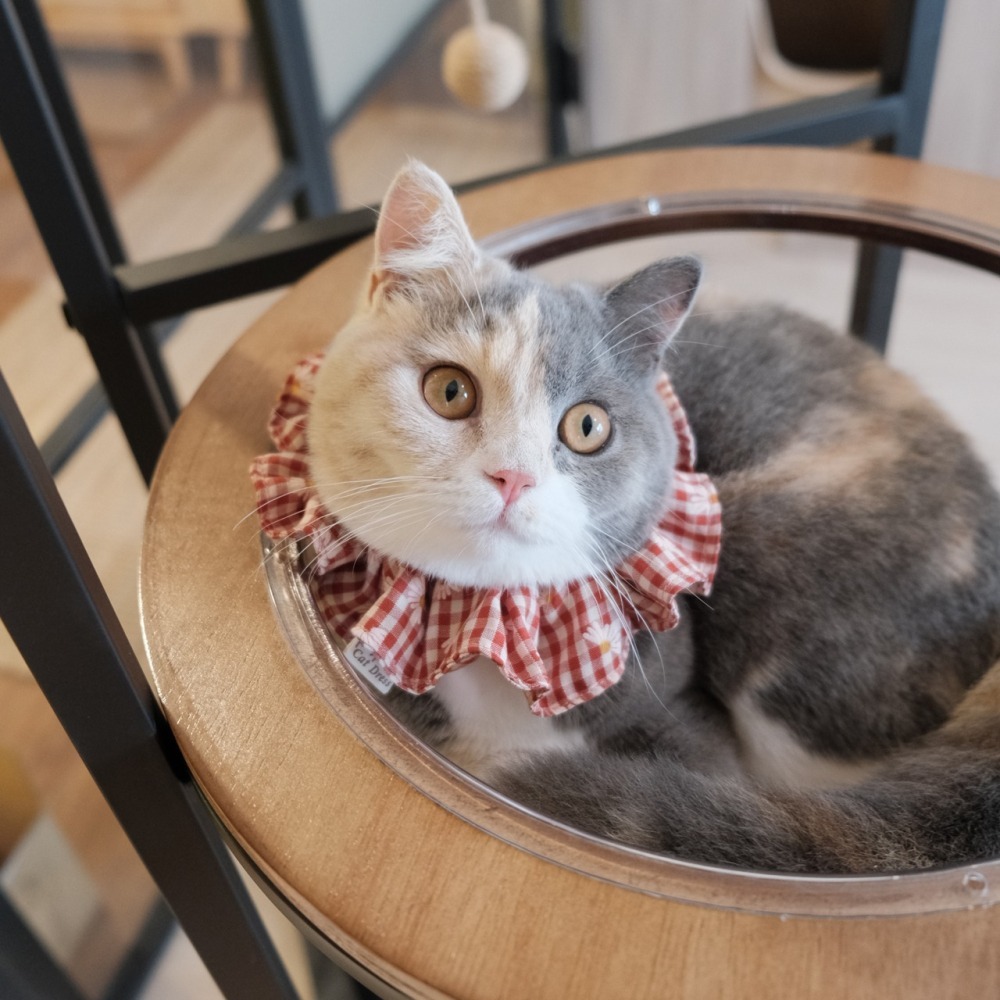 Cat Dress 貓手作 _雛菊格紋 荷葉項圈 領巾項圈 荷葉領巾 貓 寵物 項圈 布項圈 手作項圈-細節圖3