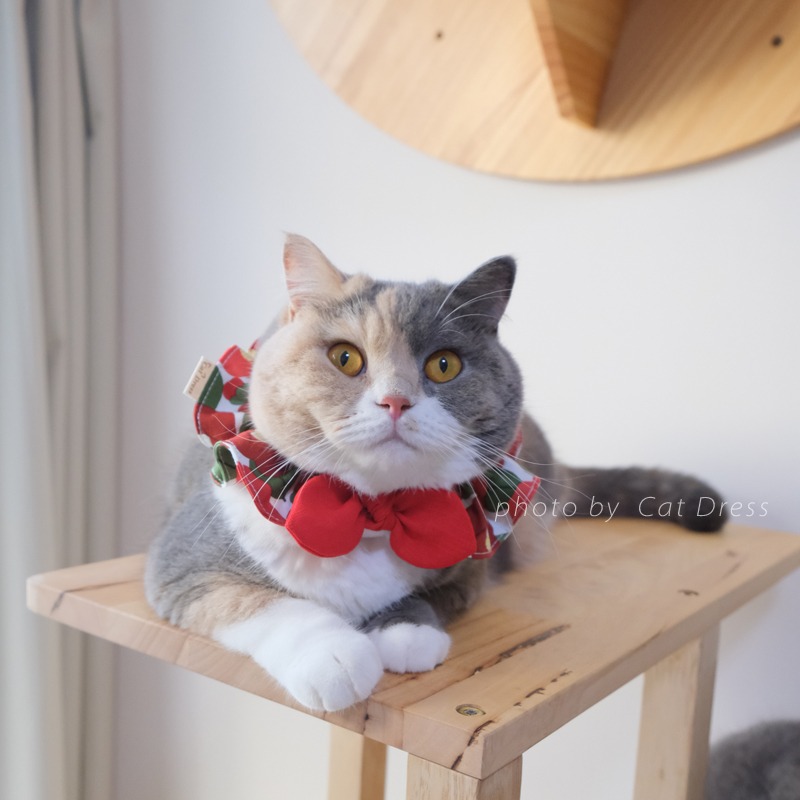 Cat Dress 貓手作 _花紅暖日_貓鬆緊帶項圈 荷葉領巾 布項圈 手作客製項圈-細節圖2