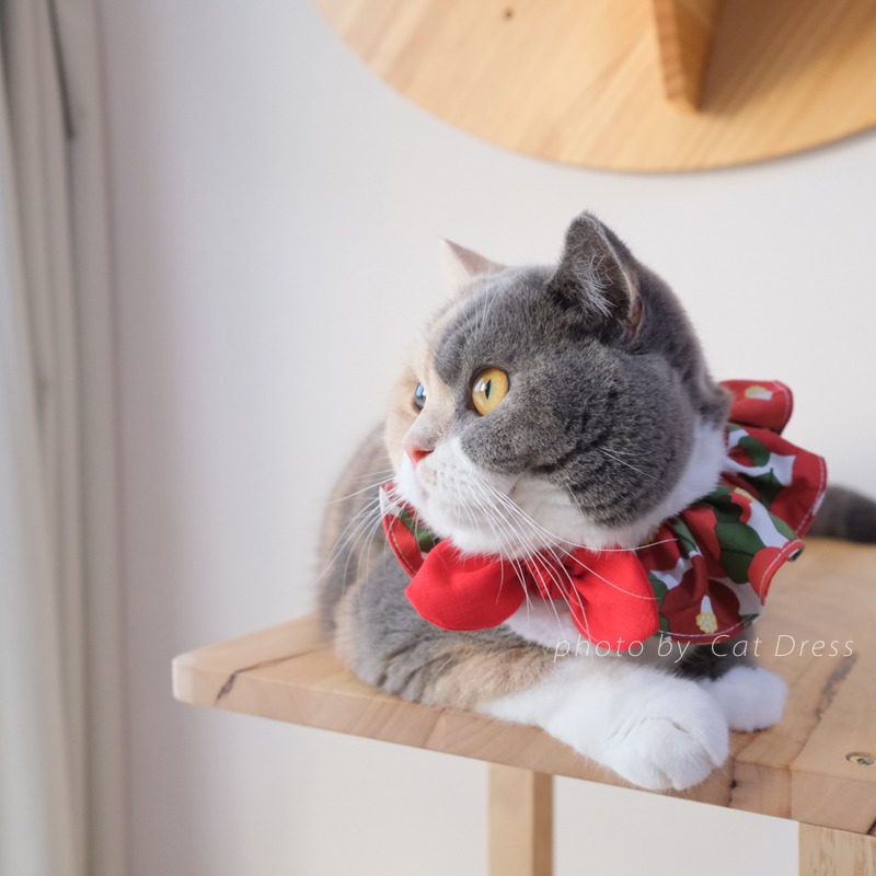 Cat Dress 貓手作 _花紅暖日_貓鬆緊帶項圈 荷葉領巾 布項圈 手作客製項圈-細節圖3