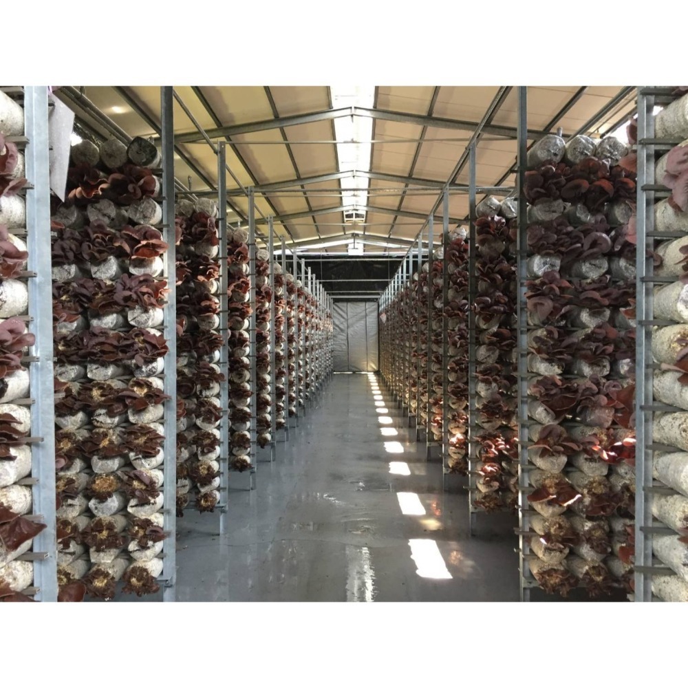 埔里菇寶-日曬乾燥黑木耳250g*6包-細節圖4