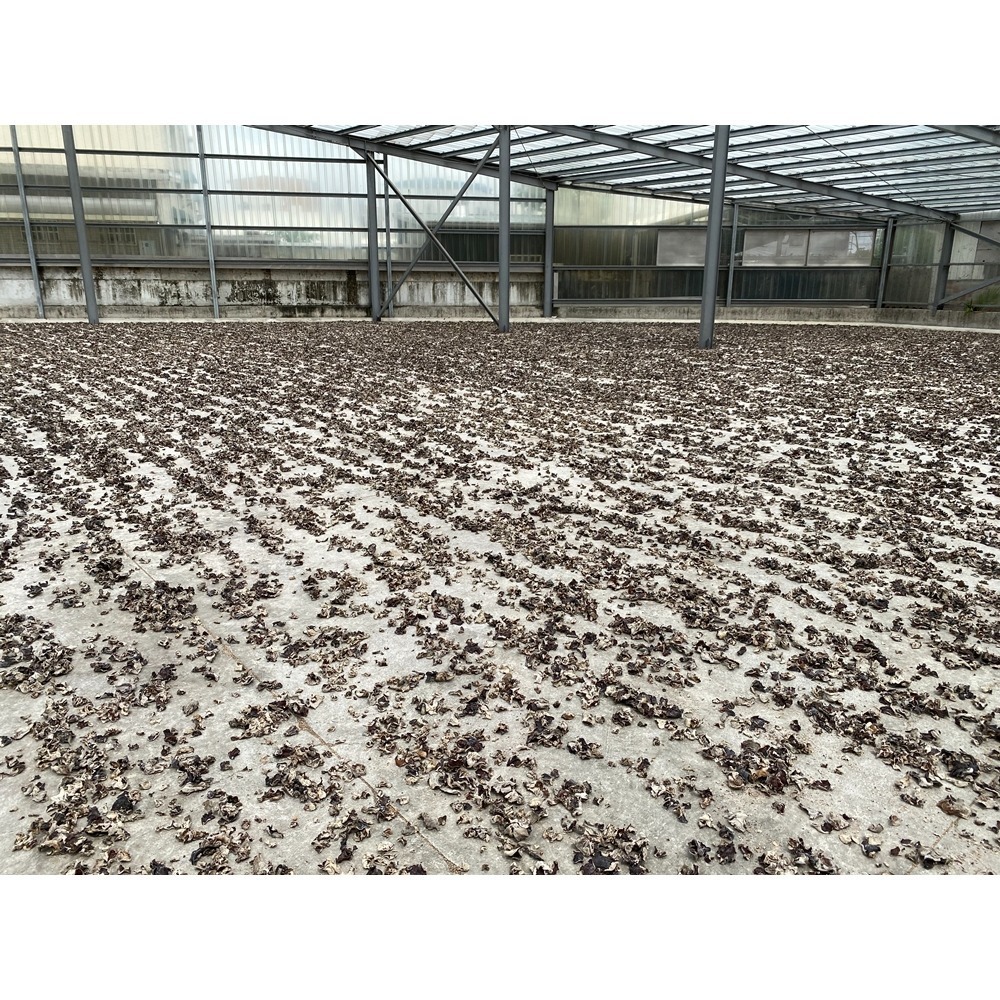 埔里菇寶-日曬乾燥黑木耳250g*6包-細節圖5