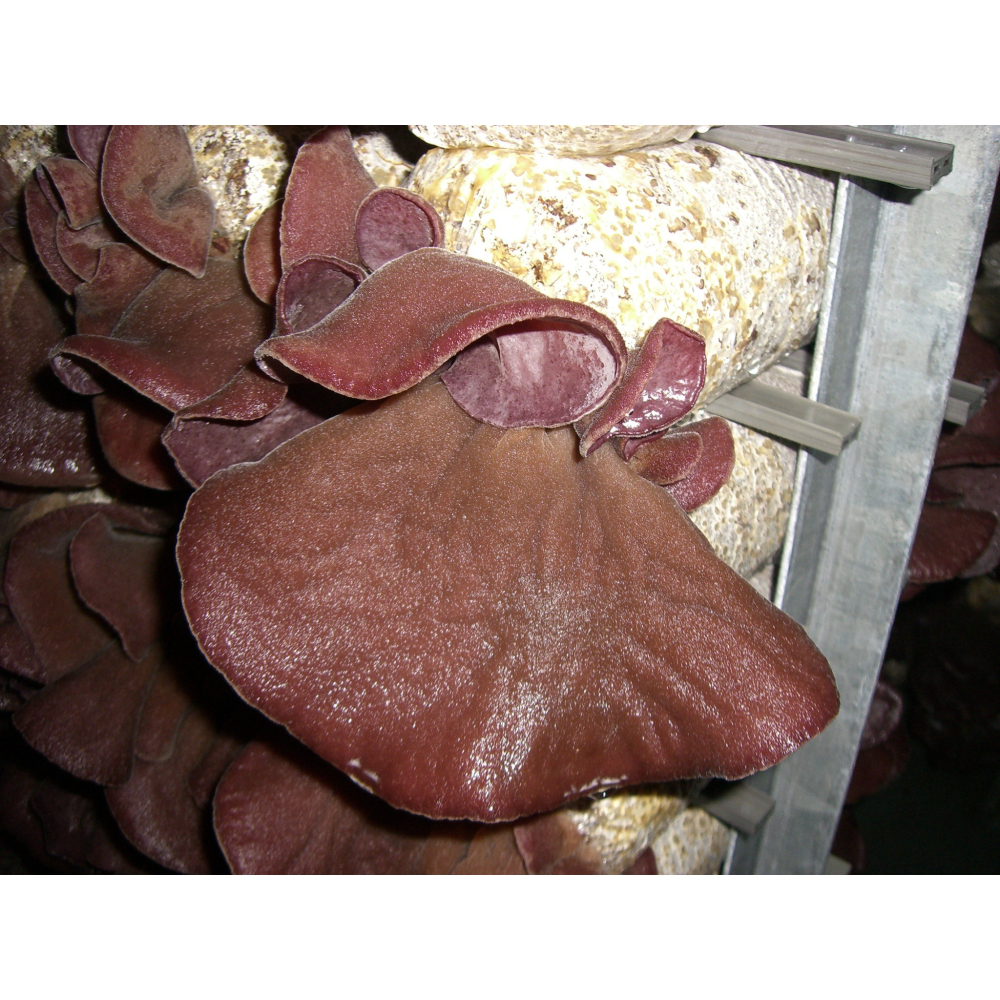 埔里菇寶-日曬乾燥黑木耳(大)250g/包-細節圖5