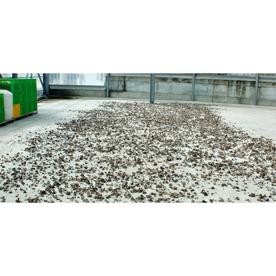 埔里菇寶-日曬乾燥黑木耳(大)250g/包-細節圖7