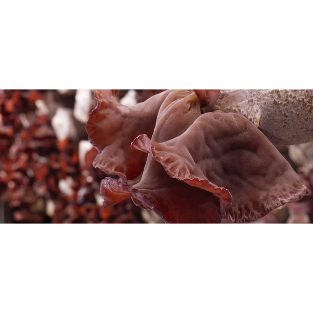 埔里菇寶-日曬乾燥黑木耳(小)150g/包-細節圖2