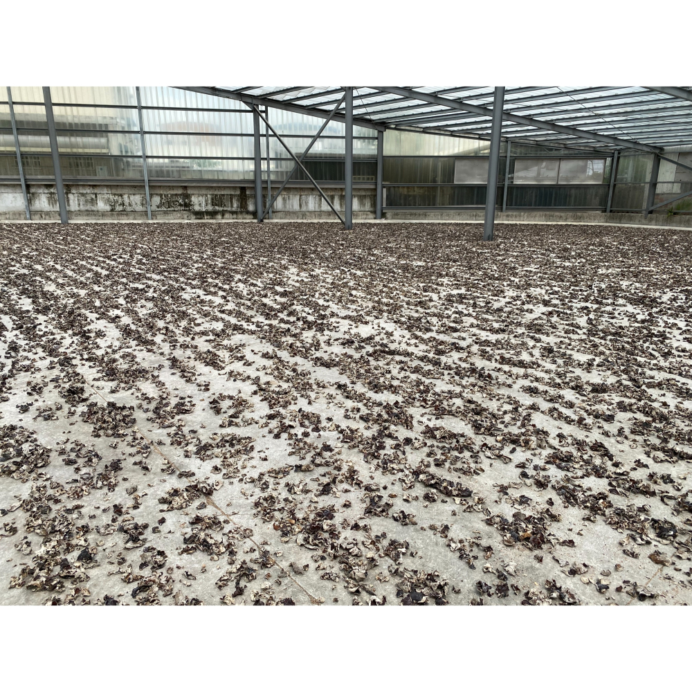 埔里菇寶-日曬乾燥黑木耳(小)150g/包-細節圖5