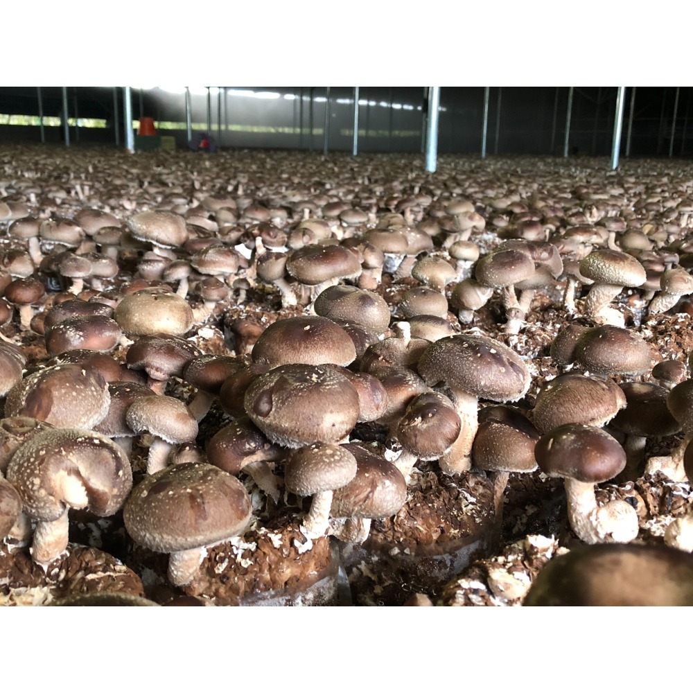 埔里菇寶-乾燥黑皮冬菇(小)100g/包-細節圖2