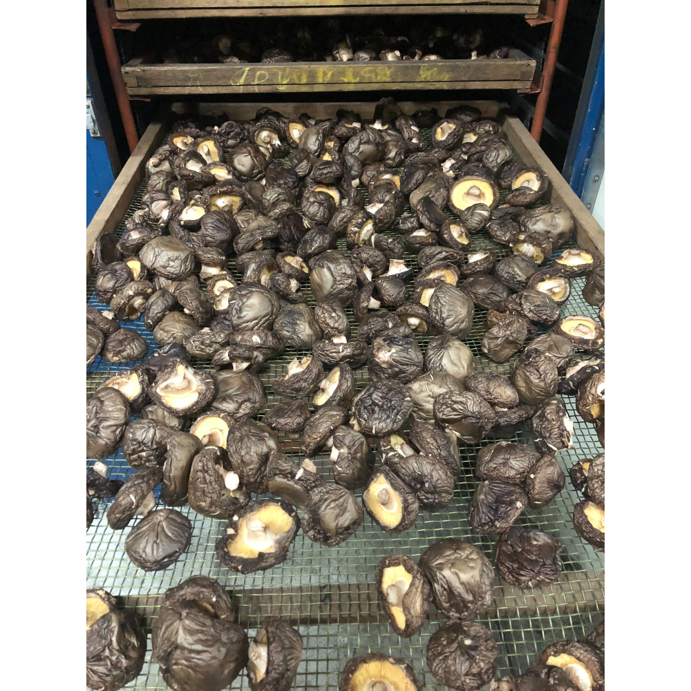 埔里菇寶-乾燥黑皮冬菇(大)100g/包-細節圖3