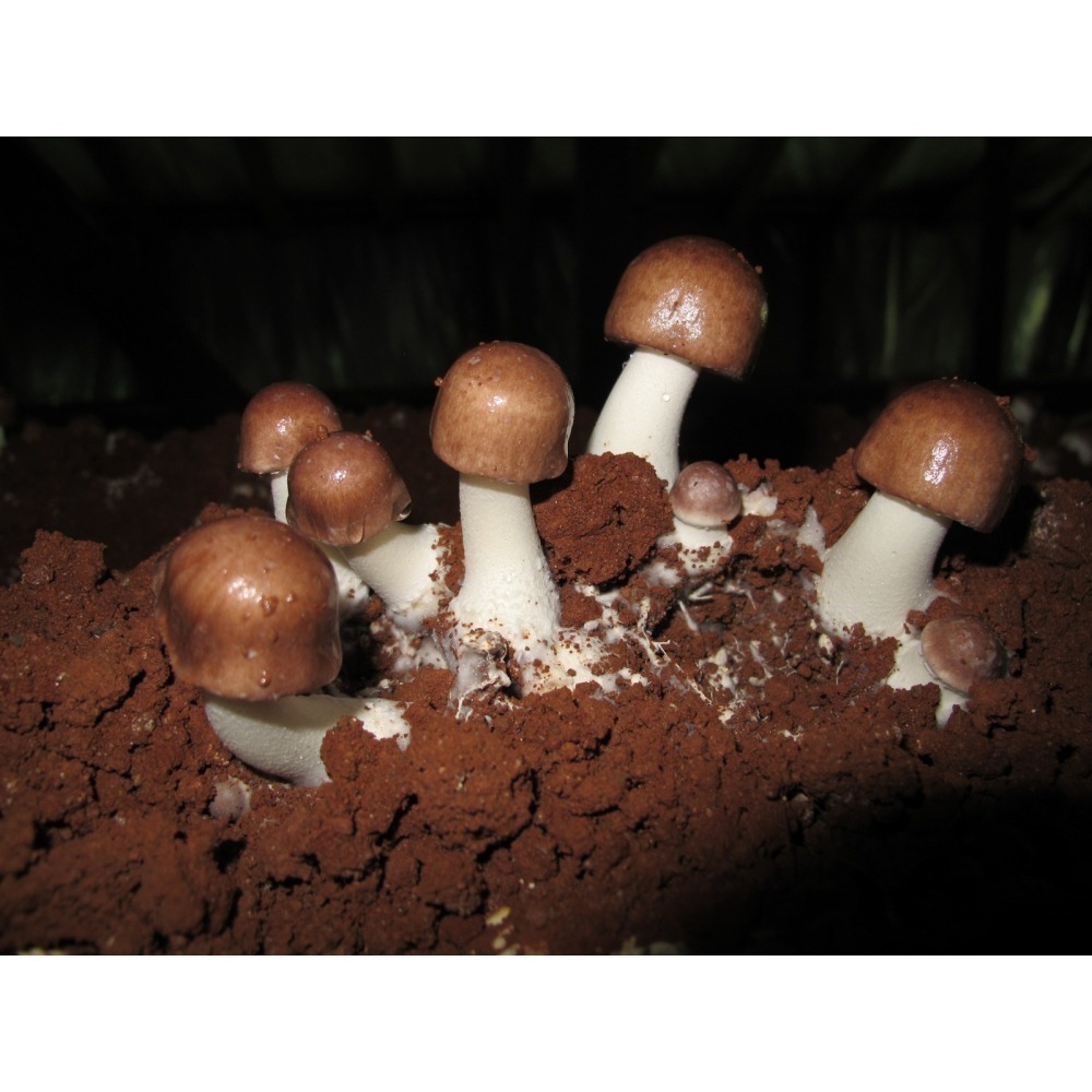 埔里菇寶-台灣乾燥巴西蘑菇50g/包-細節圖2