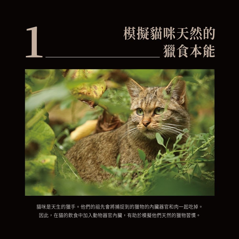 Cherie 法麗 貓餐包 全照護轉轉主食餐包系列 90g*12包/組 黑罐 貓罐頭 黑餐包 法麗餐包-細節圖5