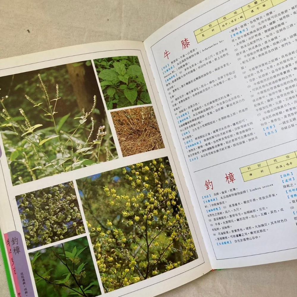 中國 青草藥 陽明書局 家庭必備草藥祕方 中藥 青草藥 藥用植物介紹-細節圖3