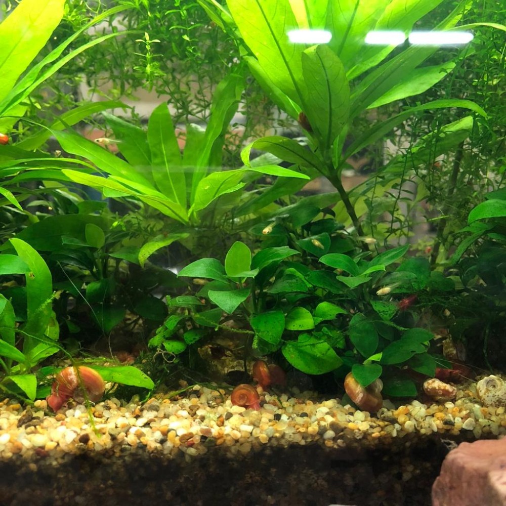 無添加化學藥劑 水族孔雀魚寶寶/孔雀魚 /飼料可用烏龜飼料 娃娃魚飼料 自然健康 金色孔雀魚 水族孔雀魚小魚 水族用品-細節圖3