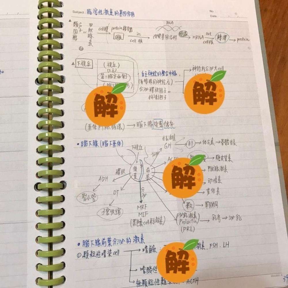 上榜生の生理學筆記🍀醫學 生理學 整理（學士後中西醫/ 研究所/私醫聯招/大學轉學考/轉系考）114年期刊 客製化訂單-細節圖4