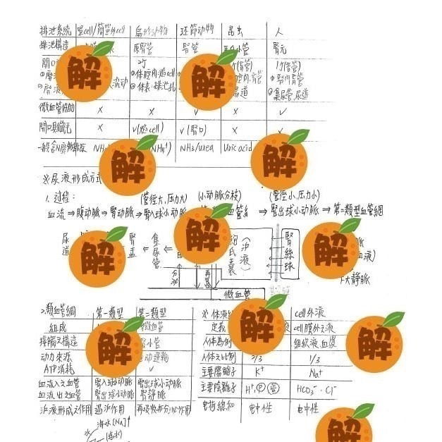 上榜生の普通生物學+生物化學+生理學+Campbell 12+高立生物 整理筆記🍀學士後中西醫、私醫普通生物 客製化訂-細節圖5