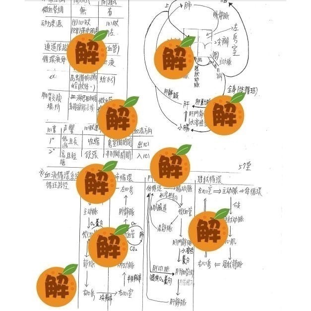 上榜生の普通生物學+生物化學+生理學+Campbell 12+高立生物 整理筆記🍀學士後中西醫、私醫普通生物 客製化訂-細節圖6