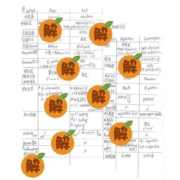 上榜生の普通生物學+生物化學+生理學+Campbell 12+高立生物 整理筆記🍀學士後中西醫、私醫普通生物 客製化訂-細節圖8