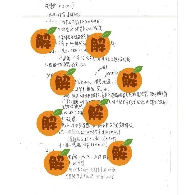 應屆成大醫上榜生の高中生物筆記🍀資優班生物+高中生物整理（生物奧林匹亞 生物分科測驗 總複習）114年期刊 客製化訂單-細節圖2