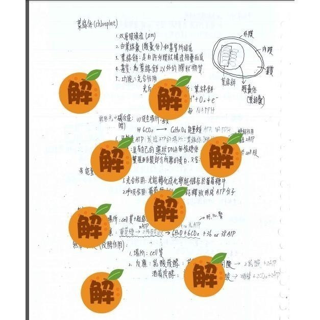 應屆成大醫上榜生の高中生物筆記🍀資優班生物+高中生物整理（生物奧林匹亞 生物分科測驗 總複習）114年期刊 客製化訂單-細節圖3