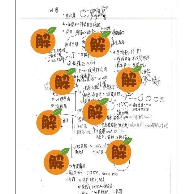 應屆成大醫上榜生の高中生物筆記🍀資優班生物+高中生物整理（生物奧林匹亞 生物分科測驗 總複習）114年期刊 客製化訂單-細節圖4