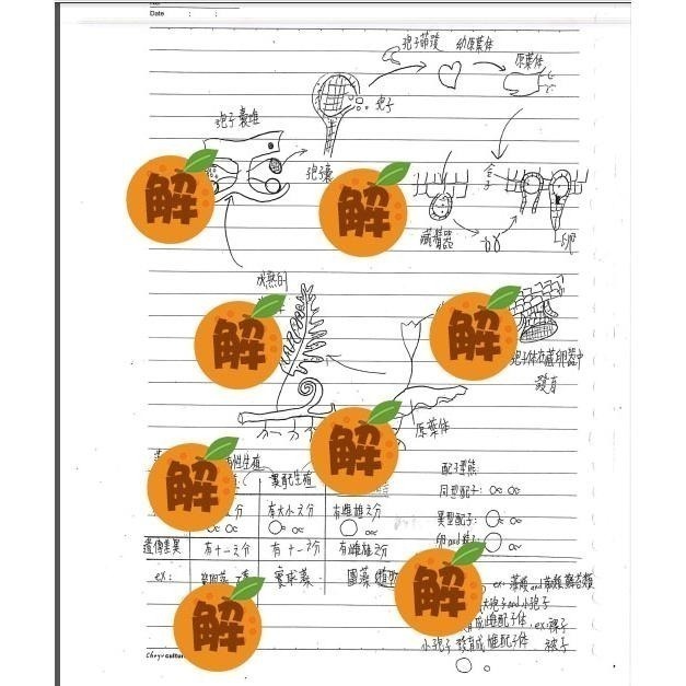 應屆成大醫上榜生の高中生物筆記🍀資優班生物+高中生物整理（生物奧林匹亞 生物分科測驗 總複習）114年期刊 客製化訂單-細節圖7