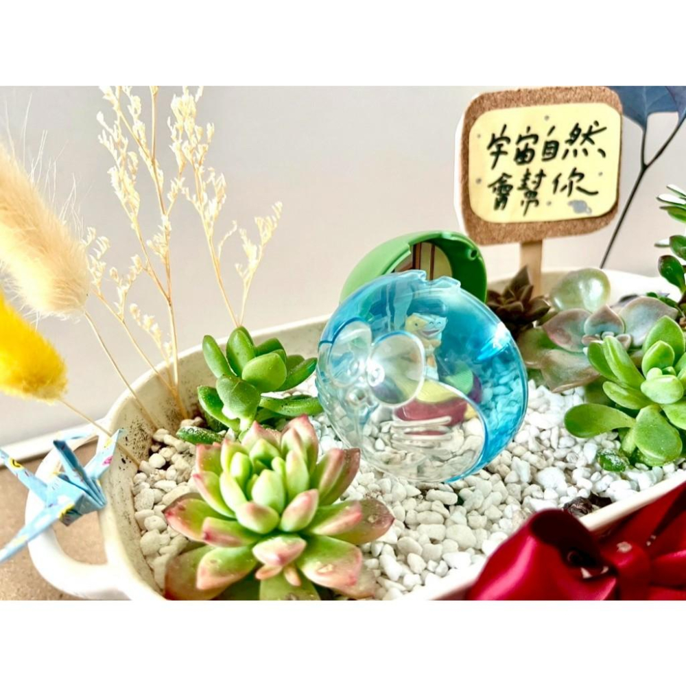 多肉組盆 多肉植物 日式枯山水 多啦A夢 大雄 小叮噹 植物盆栽  禪意 客製化 日式 多肉盆栽 多肉 仙人掌-細節圖3