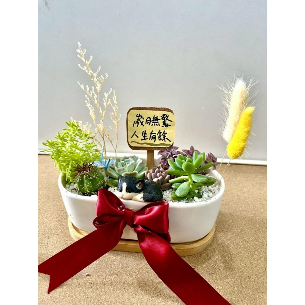 多肉組盆 多肉植物 日式枯山水 賓士貓 貓奴送禮 貓咪 禪意 客製化 日式 多肉盆栽 多肉植物 仙人掌-細節圖2