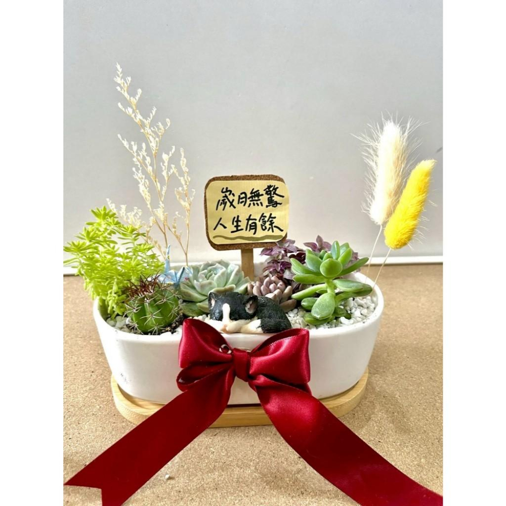 多肉組盆 多肉植物 日式枯山水 賓士貓 貓奴送禮 貓咪 禪意 客製化 日式 多肉盆栽 多肉植物 仙人掌-細節圖3